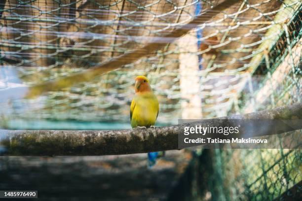 a parrot sits on a branch in a zoo aviary. from afar. - aviary stock pictures, royalty-free photos & images