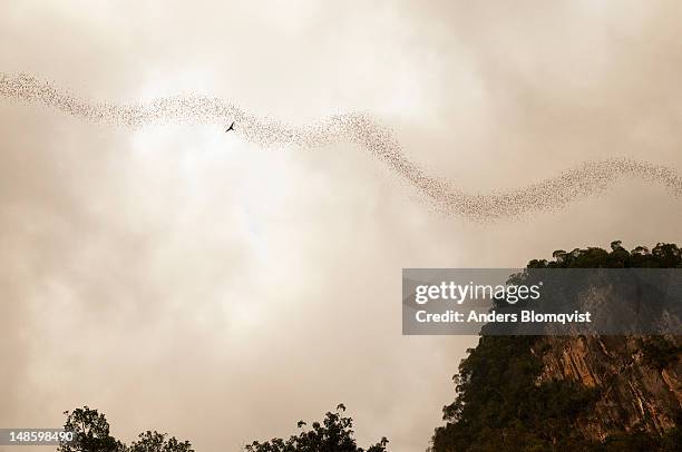 nightly exodus of 3 million bats leaving deer cave. - gunung mulu national park stock pictures, royalty-free photos & images
