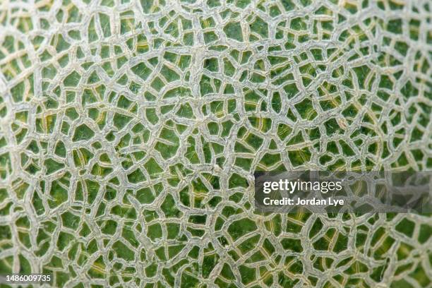 macro shot of a cantaloupe's skin - ripe stock-fotos und bilder