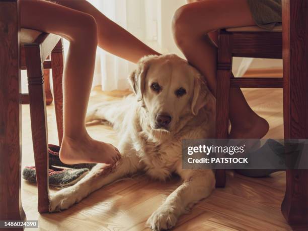 scratching a golden retriever dog under the table - legs on the table stock pictures, royalty-free photos & images