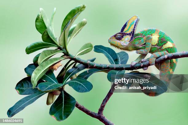 veiled chameleon sitting on a branch, indonesia - chameleon ストックフォトと画像