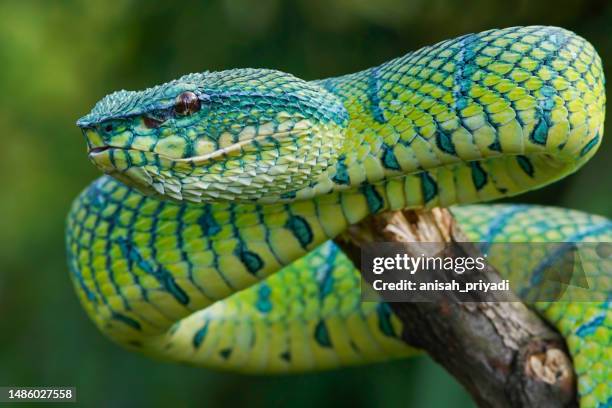 portrait of a green pit viper (tropidolaemus subannulatus) coiled on a branch, indonesia - víbora de hoyo fotografías e imágenes de stock