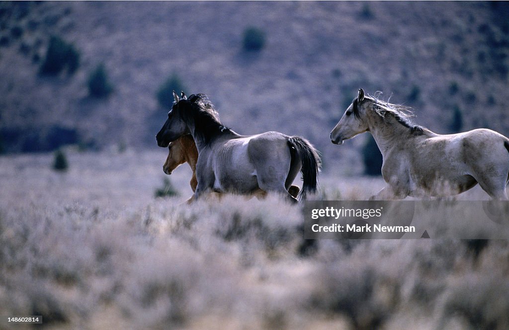 Kiger Mustang, purest descendent of Spanish Mustang, Kiger Wild Horse Management Area.