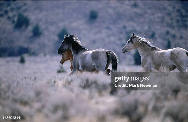 Kiger Mustang Purest Descendent Of Spanish Mustang Kiger Wild Horse Management Area, Bildbanksbilder
