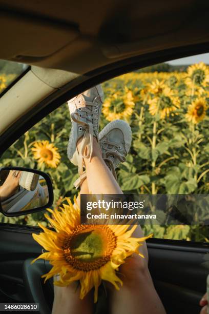 woman's legs sticking out of a car window by a field of sunflowers in summer, belarus - girl sitting with legs open stock pictures, royalty-free photos & images
