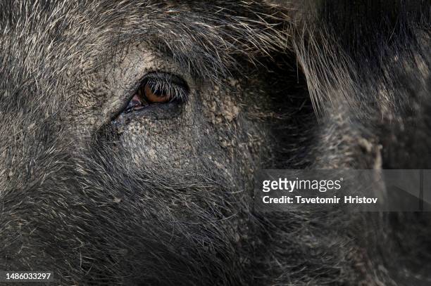 face closeup of a wild boar . - wild boar stock-fotos und bilder