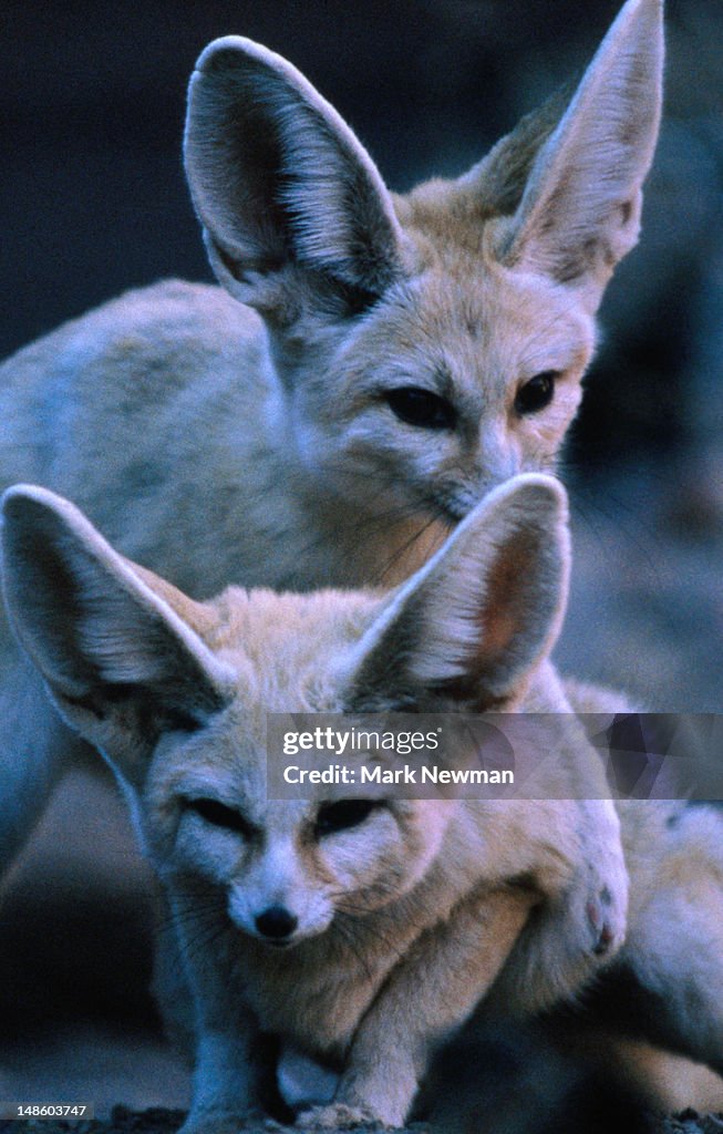 Fennec Fox pair (Fennecus zerda).