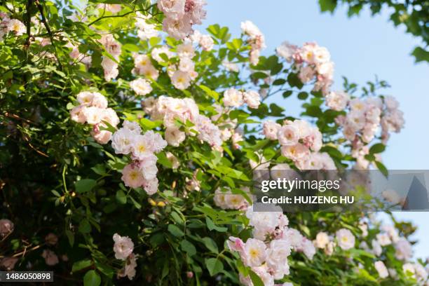 beautiful white rose flowers rosebush blooming in branch of green leaves plant - wild rose stock pictures, royalty-free photos & images
