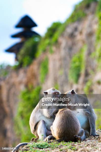 monkeys at uluwatu temple. - uluwatu stock pictures, royalty-free photos & images