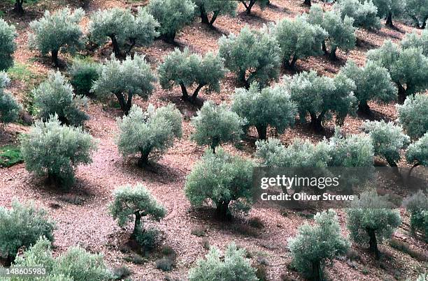 olive grove from the air: trees in lines - olive orchard fotografías e imágenes de stock