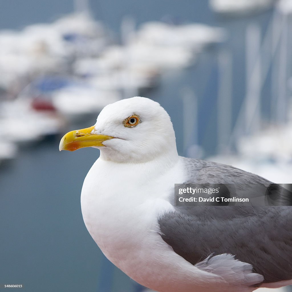 Herring gull (Larus argentatus).