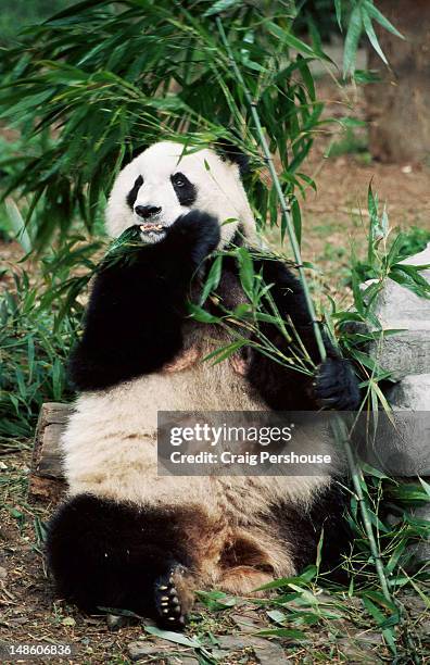 female giant panda eating bamboo leaves at the giant panda breeding research base. - panda gigante imagens e fotografias de stock