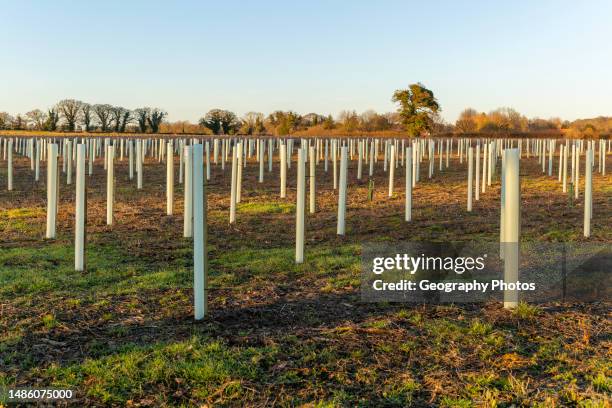 Protective tubes for afforestation saplings planted in field to form new woodland area, Sutton, Suffolk, England, UK.