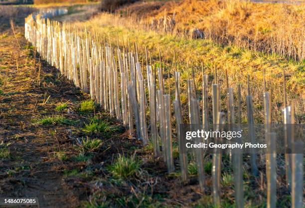 Protective tubes for saplings planted on field edge to form new hedging, Sutton, Suffolk, England, UK.