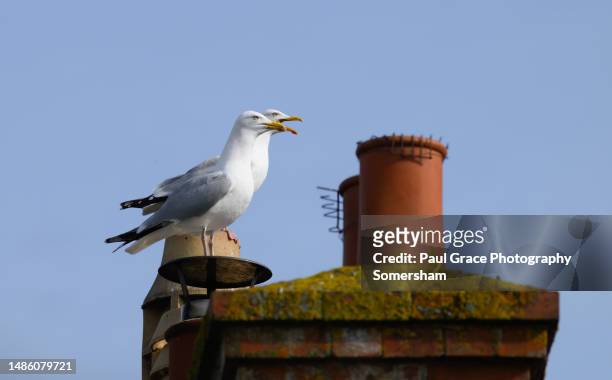 herring gulls (larus argentatus) on roof - gråtrut bildbanksfoton och bilder