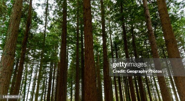 Tall trunks of Coast Redwood trees densely planted, Dartington Hall estate, south Devon, England, UK.