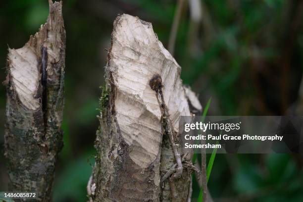 evidence of beaver activity - beaver stock pictures, royalty-free photos & images