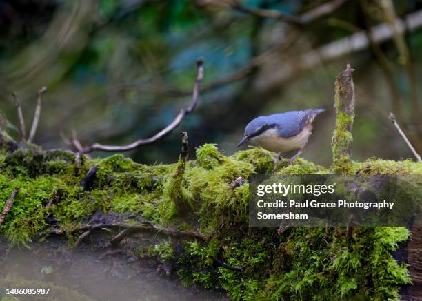 Foraging England 1,488 Foraging England Stock Photos, High-Res Pictures, and Images ...