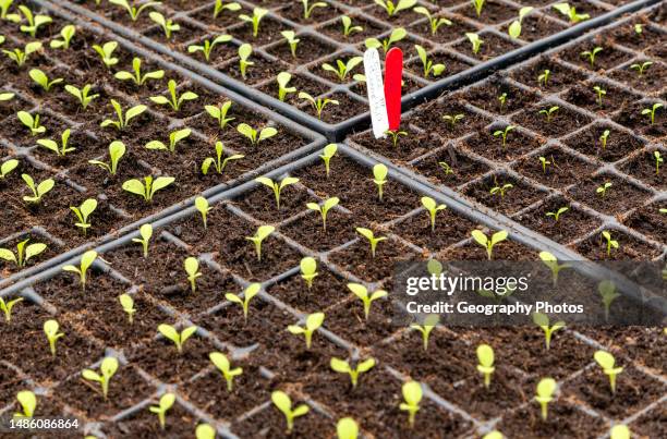 Plant seedlings growing in seed tray of compost, Schumacher College, Dartington Hall estate, south Devon, England, UK.