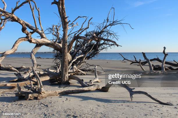 Driftwood Beach, Jekyll Island, Georgia, USA.