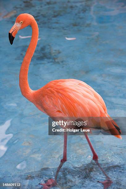 flamingo at curacao sea aquarium, bapor kibra. - flamingos stock pictures, royalty-free photos & images