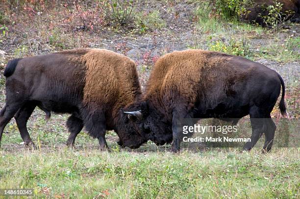 two bull wood bison fighting (bison athabascae). - bull fight stock-fotos und bilder
