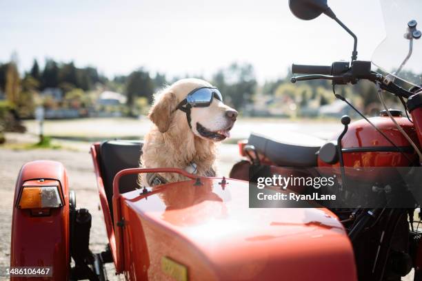 man and dog ride in vintage sidecar motorcycle - sidecar stock pictures, royalty-free photos & images