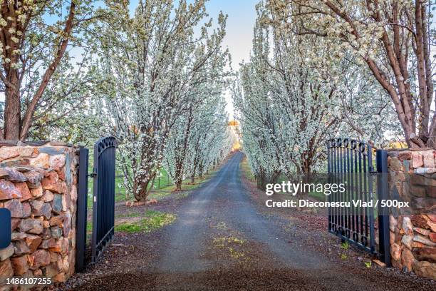 entrance of tree lined drive way in full flower,romania - open romania imagens e fotografias de stock