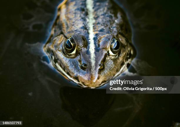 close-up portrait of bullfrog in lake,romania - frogs in wetlands stock-fotos und bilder