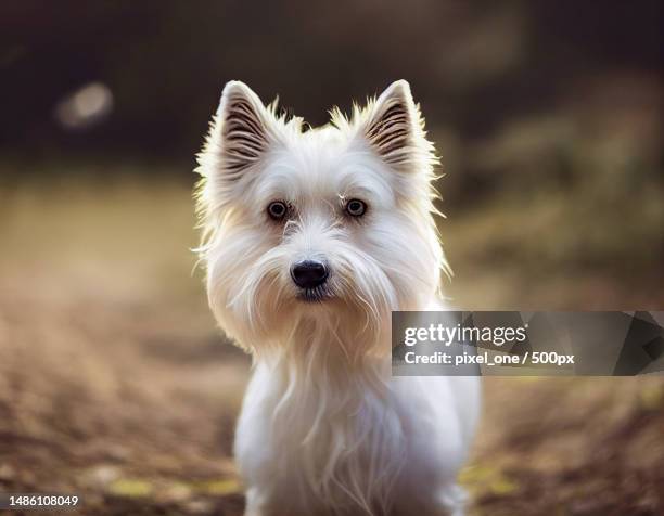 portrait of white west highland white terrier on field,united states,usa - west highland white terrier stock pictures, royalty-free photos & images