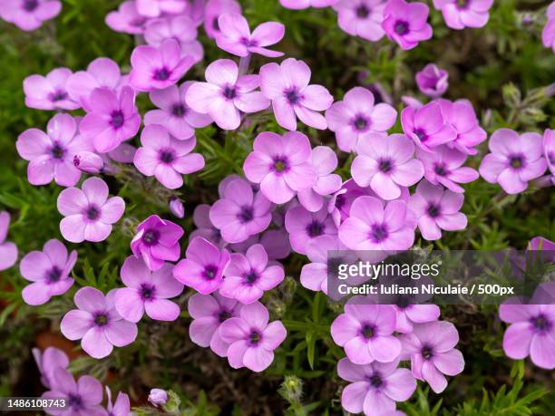 pretty pink flowers of phlox douglasii eva - phlox stock-fotos und bilder