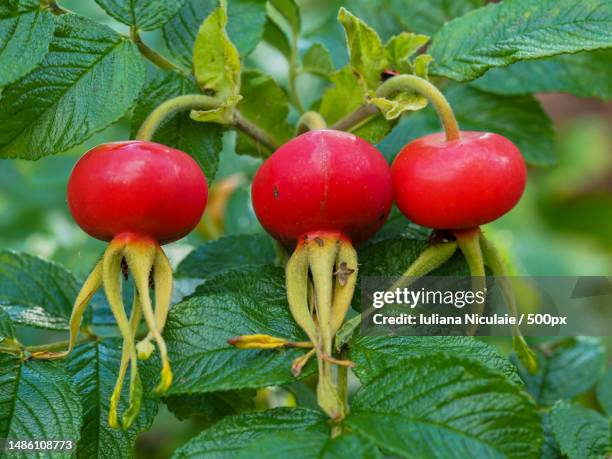 large red rose hips on a bush - wild rose stock pictures, royalty-free photos & images