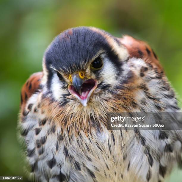 close-up portrait of owl,romania - sparrow hawk - fotografias e filmes do acervo