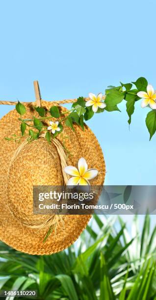 summer straw hat with frangipani flowers on clothesline,romania - blue white summer hat background stock pictures, royalty-free photos & images