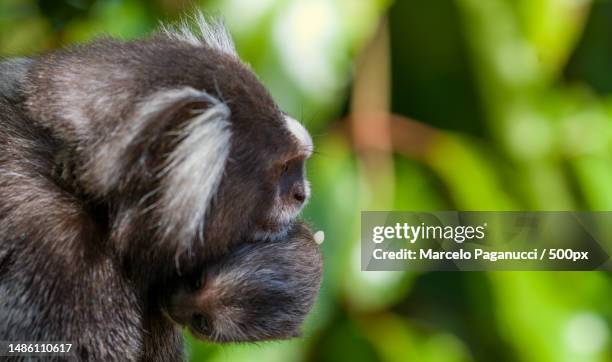 close-up of marmoset,praia do forte,brazil - forte beach stock pictures, royalty-free photos & images