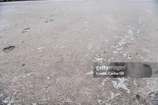 Bird feathers embedded in the dry soil of the Fuente de Piedra Lagoon on April 28, 2023 in Fuente de Piedra, Spain. Due to the lack of rainfall and...