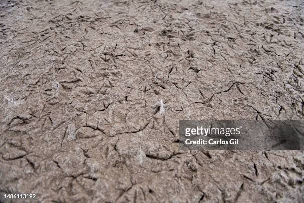 Bird footprints embedded in the cracked floor of the dry lagoon on April 28, 2023 in Fuente de Piedra, Spain. Due to the lack of rainfall and the...