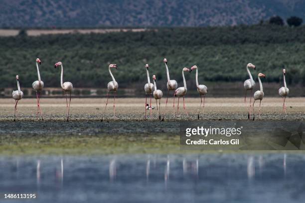Flamingos walk through the mud of a pond caused by a water treatment plant in the Fuente de Piedra lagoon dry due to the lack of rainfall and the...