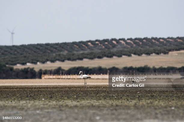 Flamingo in the Fuente de Piedra lagoon, dry due to extreme drought and high temperatures on April 28, 2023 in Fuente de Piedra, Spain. Due to the...