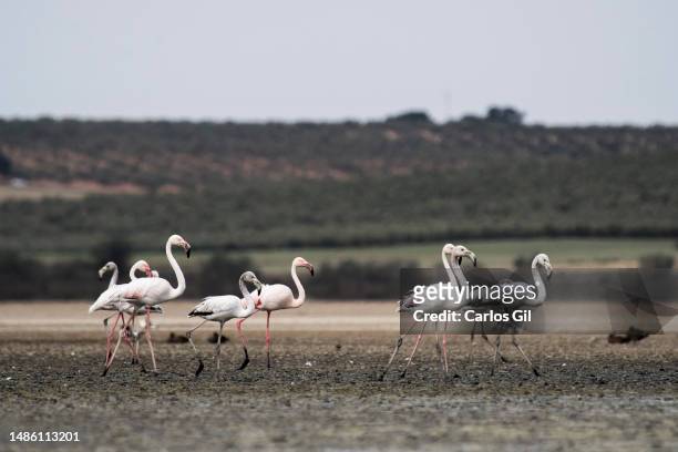 Flamingos walk through the mud of a pond caused by a water treatment plant in the Fuente de Piedra lagoon, dry due to the lack of rainfall due to the...