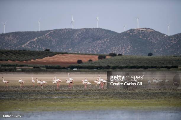 Flamingos next to the pond caused by a water treatment plant in Laguna de Fuente de Piedra dry due to the lack of rainfall due to the extreme drought...