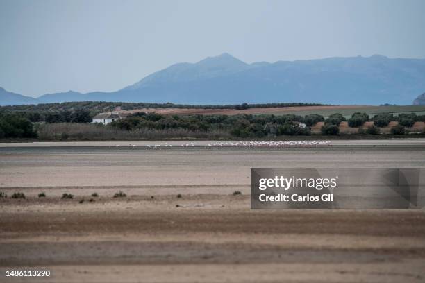 Approximately a hundred flamingos crowd in the only wet area of the Fuente de Piedra Lagoon, dry due to the drought on April 28, 2023 in Fuente de...
