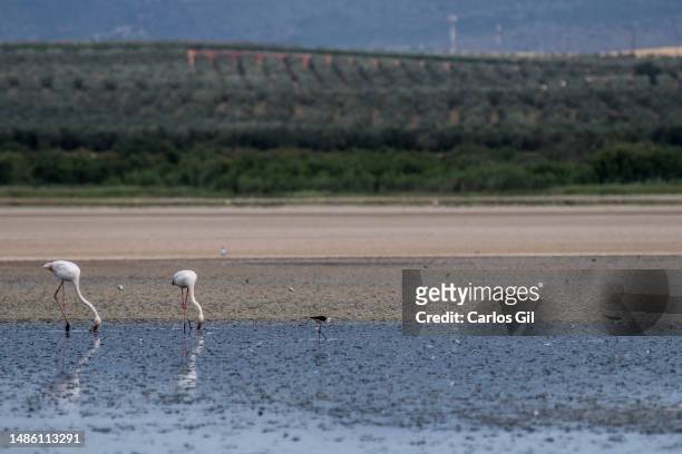 Two flamingos feed in the mud area caused by a treatment plant, the only wet area of the already dry Fuente de Piedra lagoon on April 28, 2023 in...
