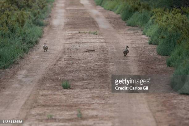 Two birds cross the road in search of water from the stream next to the Fuente de Piedra lagoon on April 28, 2023 in Fuente de Piedra, Spain. Due to...