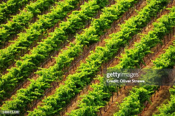 vineyard. - hunter valley stock pictures, royalty-free photos & images