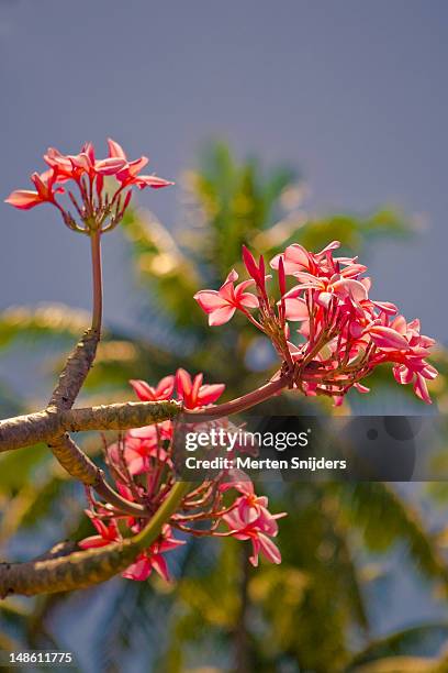 red plumeria flowers surrounded by palms in garden of paroisse maria no te hau parish. - tahiti flower stock pictures, royalty-free photos & images