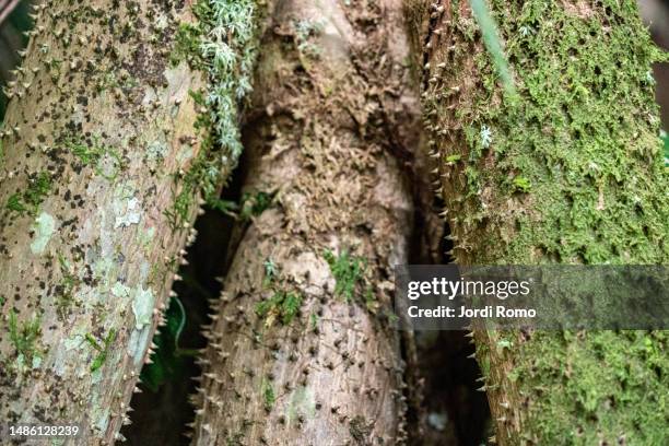 roots of tree hura in the jungle of colombia - guaviare stock pictures, royalty-free photos & images