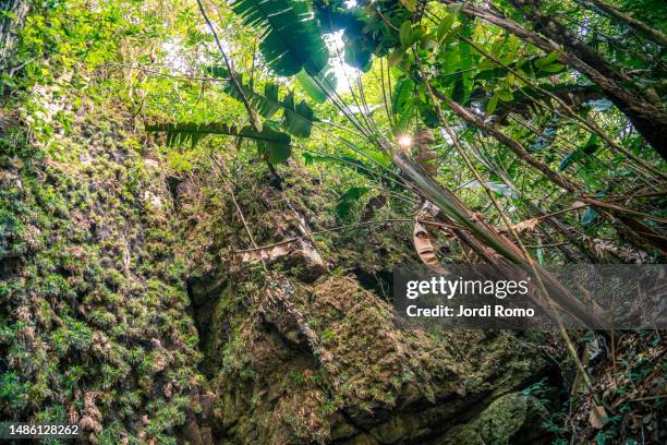 tree roots and light in the jungle of amazon - guaviare stock pictures, royalty-free photos & images