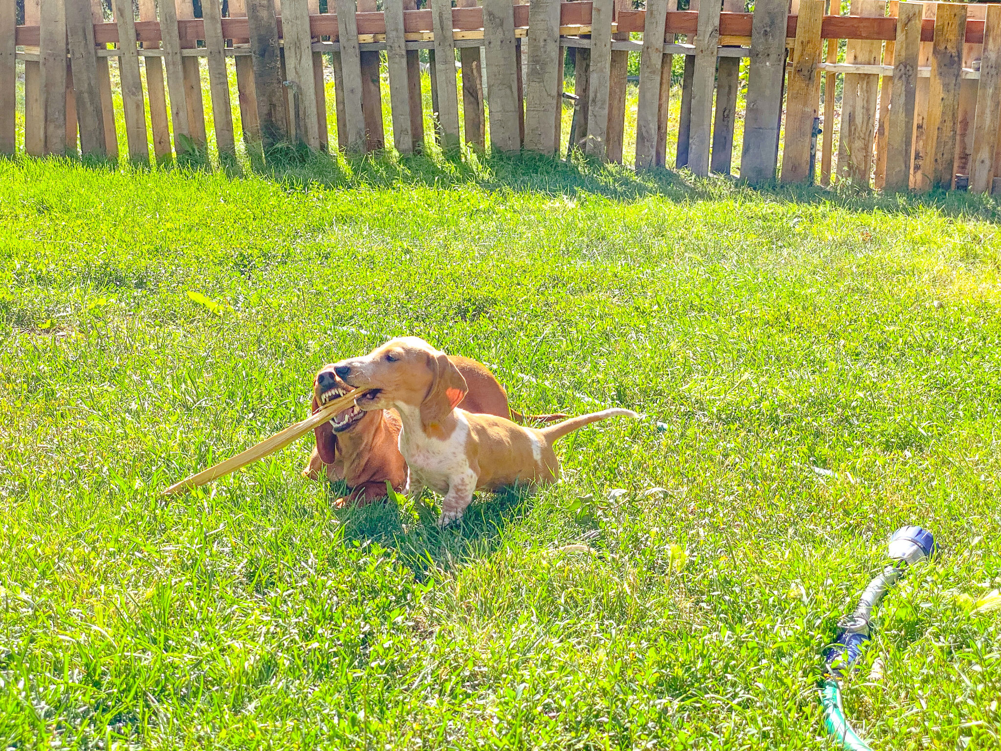puppy playing yard