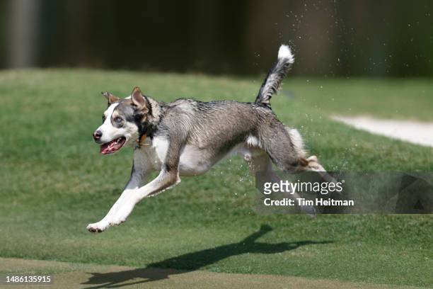 Dog runs on to the 14th green during the first round of the Insperity Invitational at The Woodlands Golf Club on April 28, 2023 in The Woodlands,...